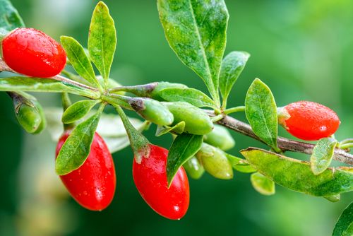 Goji berries and cancer fighting