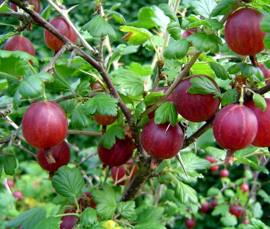 gooseberries and cancer