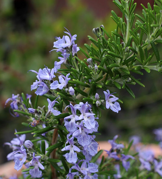 rosemary to fight cancer