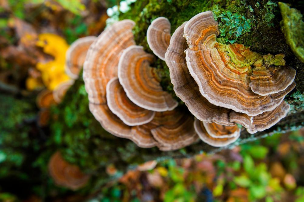 turkey tail to fight cancer