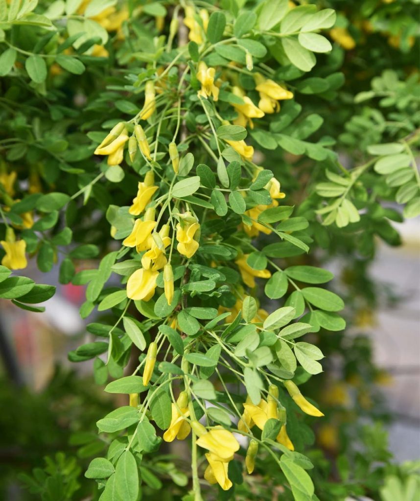 Siberian pea in a food forest