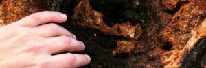 how to find and harvest chaga