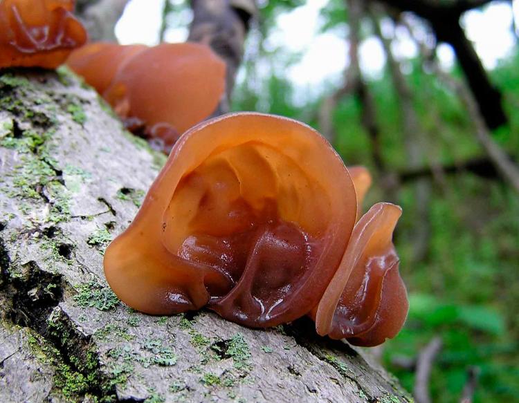 wood ear mushroom