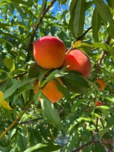 April gardening list peaches