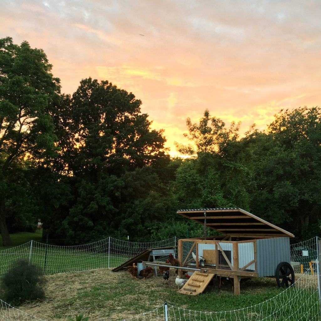 backyard chickens in kansas city