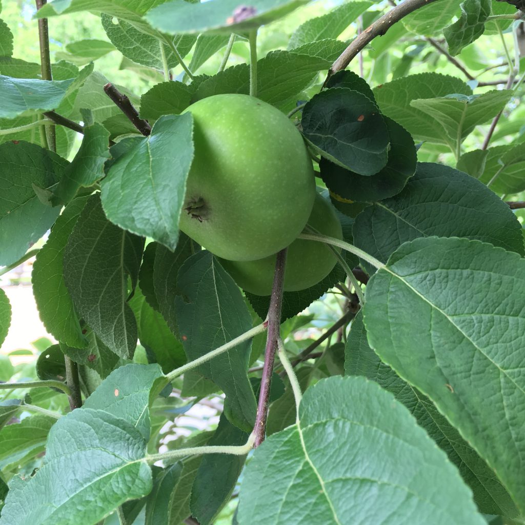 apple orchard care in kansas city