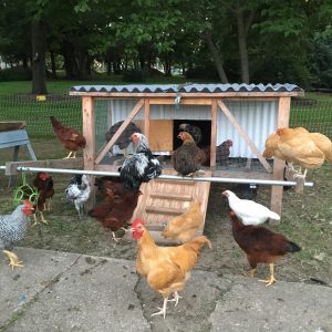 backyard chickens in Kansas City