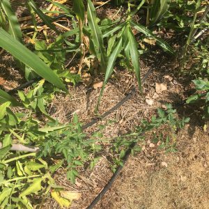 Grass Clippings on Garden Beds