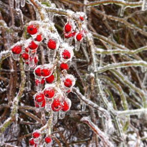 how to get ready for an ice storm