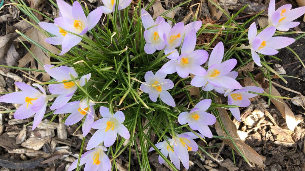 crocus bulbs in bloom