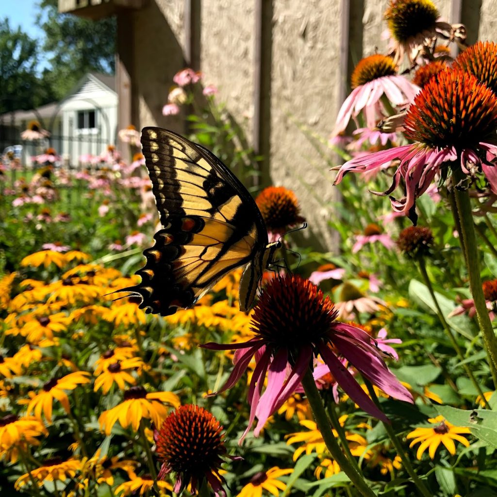 cut back spent perennials