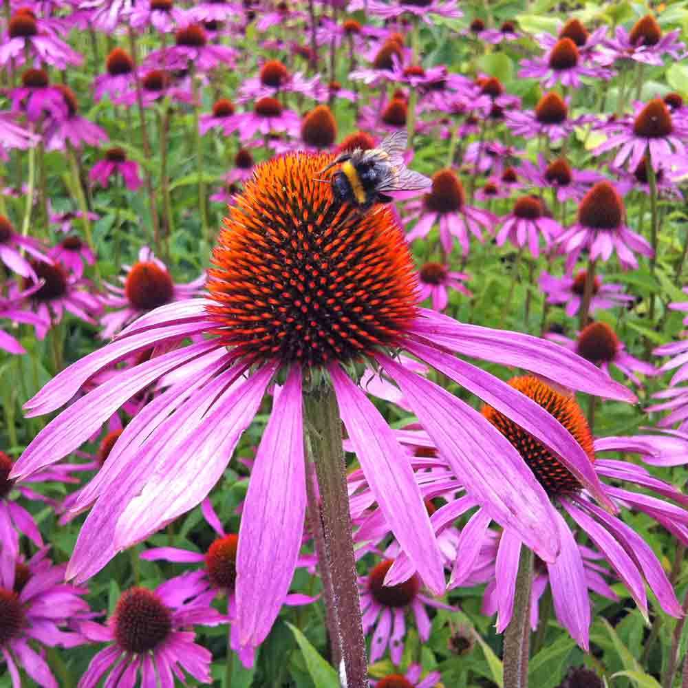 echinacea purpurea and cancer