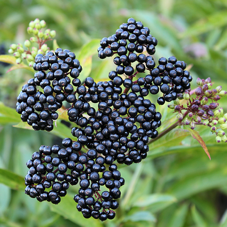 elderberry benefits for fighting cancer