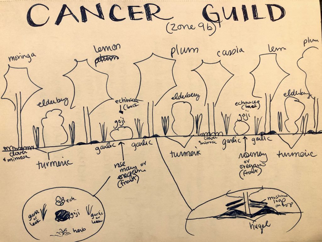 Cancer fighting food and medicinal forest