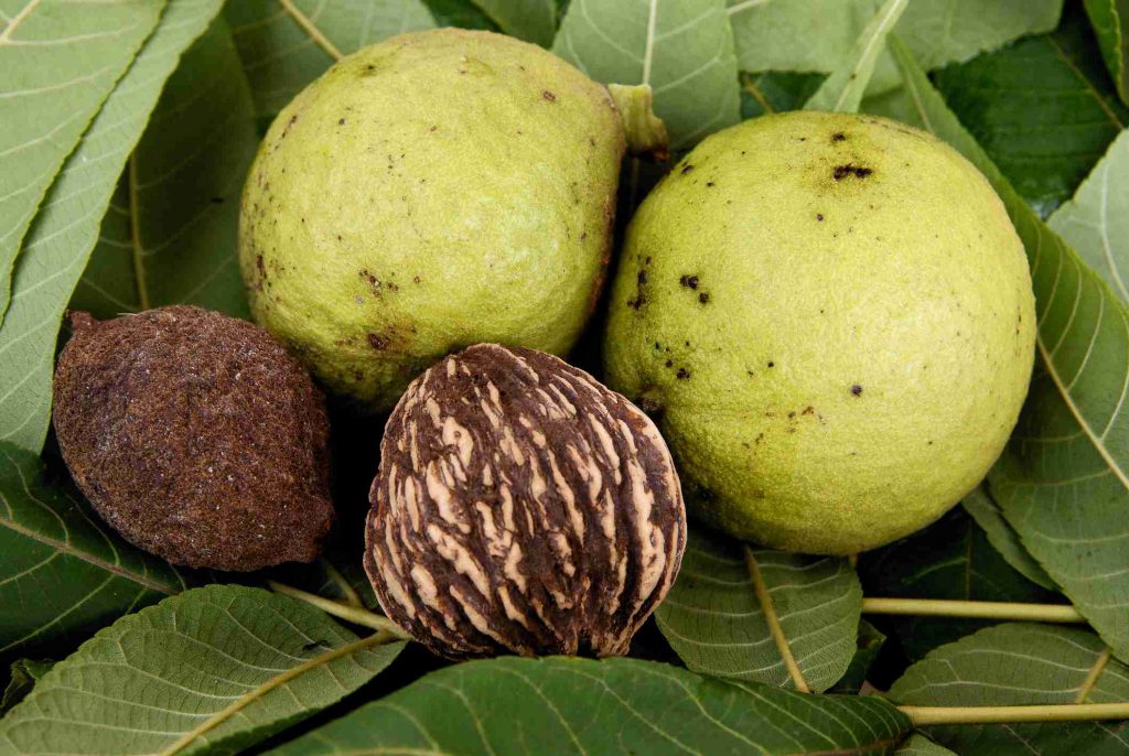 Black Walnuts in a food forest