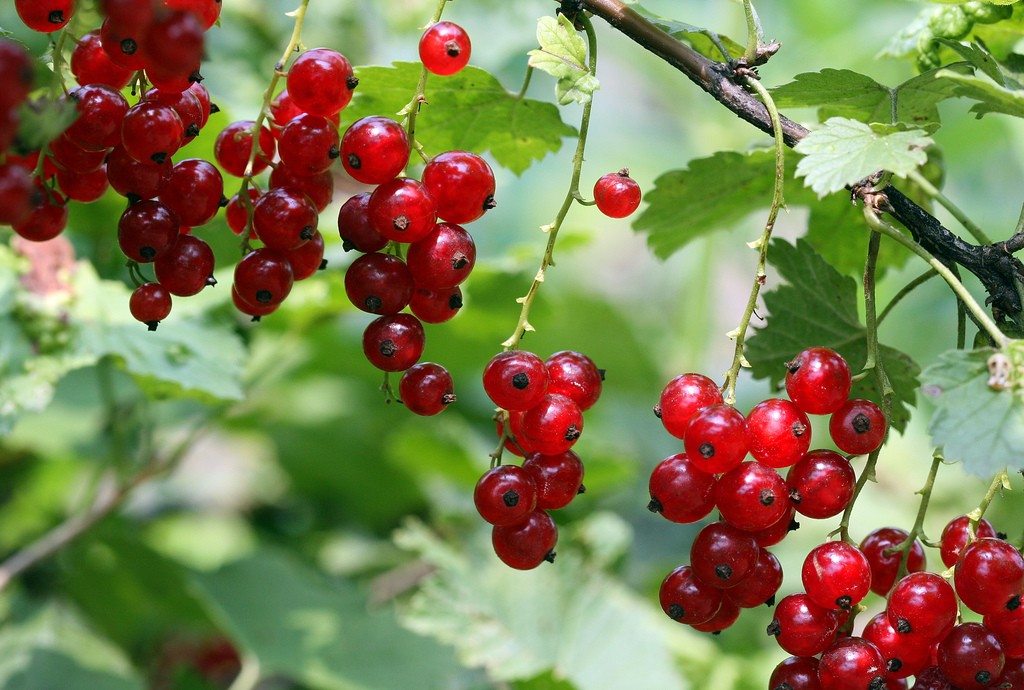 Currants in the food forest