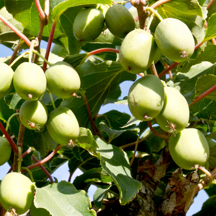 Hardy Kiwi midwest food forest