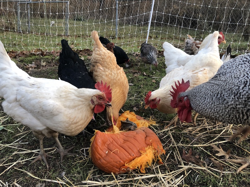 december chicken care