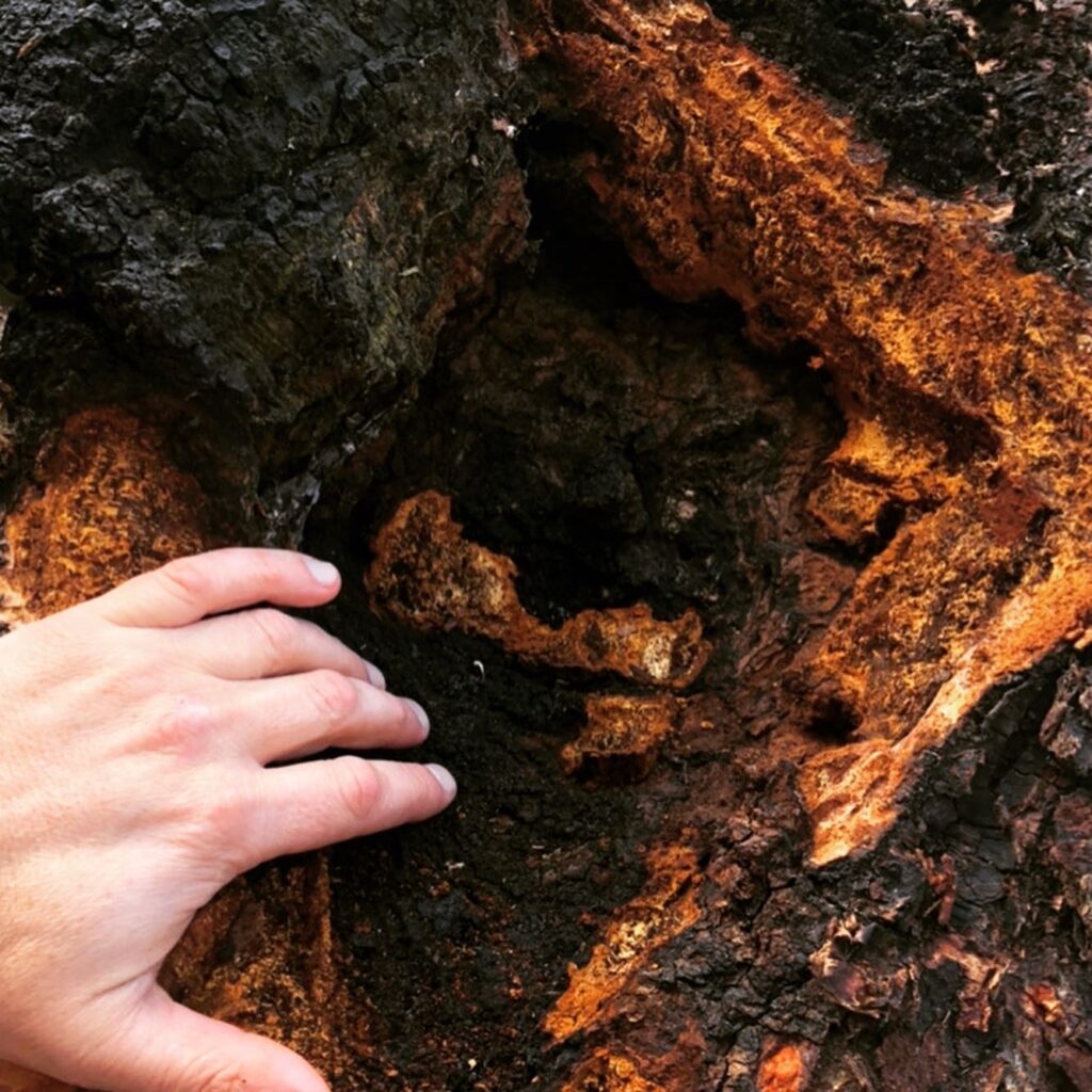 How to identify chaga