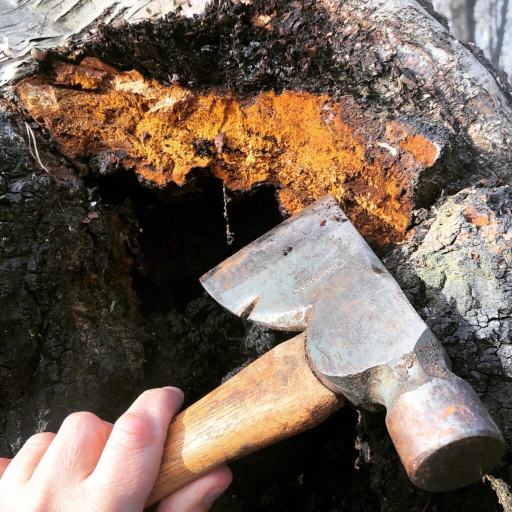 How to harvest chaga mushroom