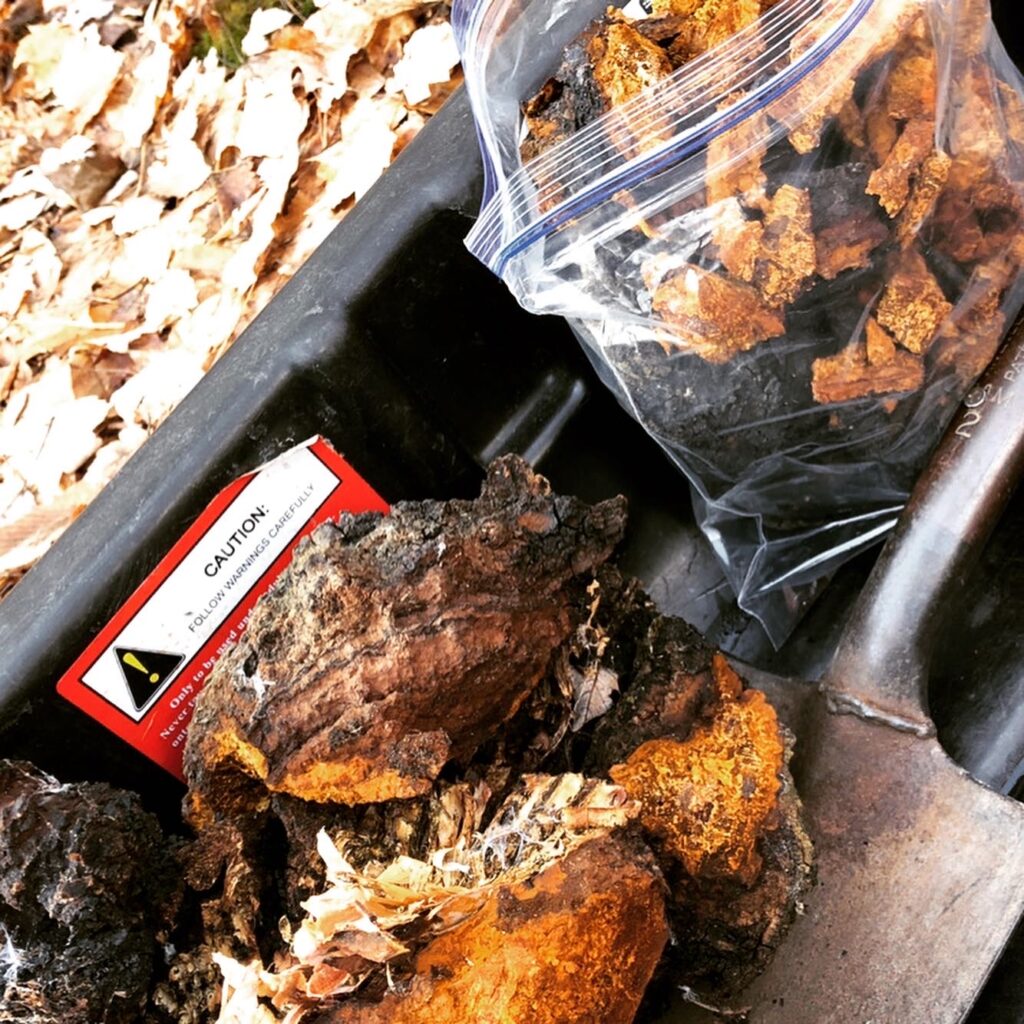 foraging chaga