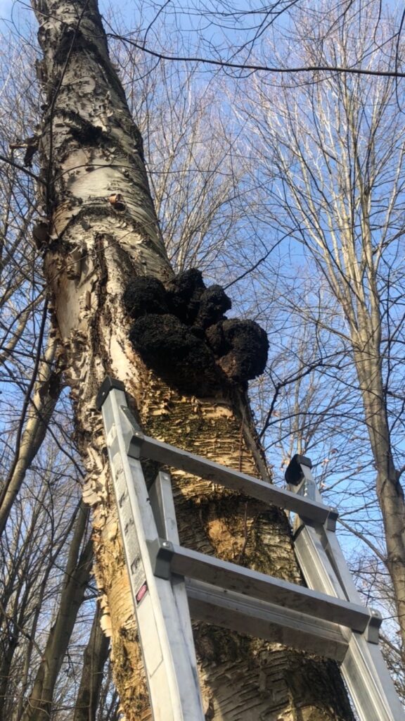 identifying chaga