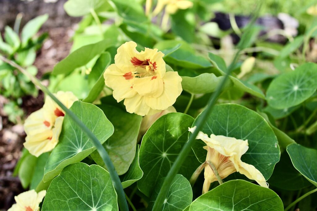 Plant nasturtiums