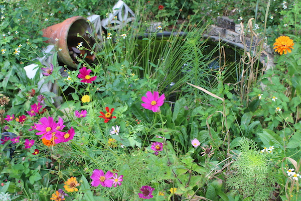 pond and pasture