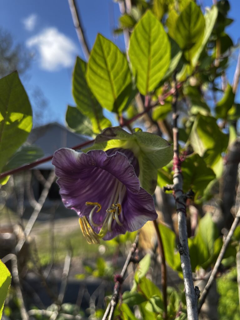 cup and saucer vine flowering in January