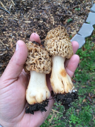 April gardening list mushrooms