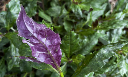 Okinawa spinach