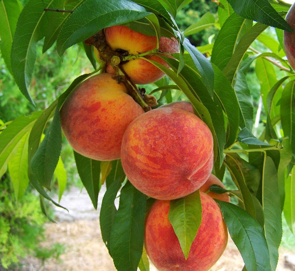 Tropic Beauty Peach