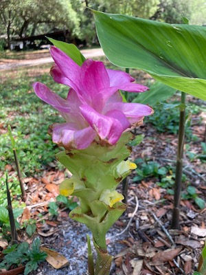 April gardening list turmeric