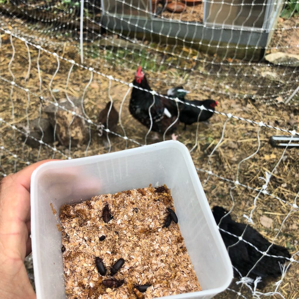 chickens and mealworms