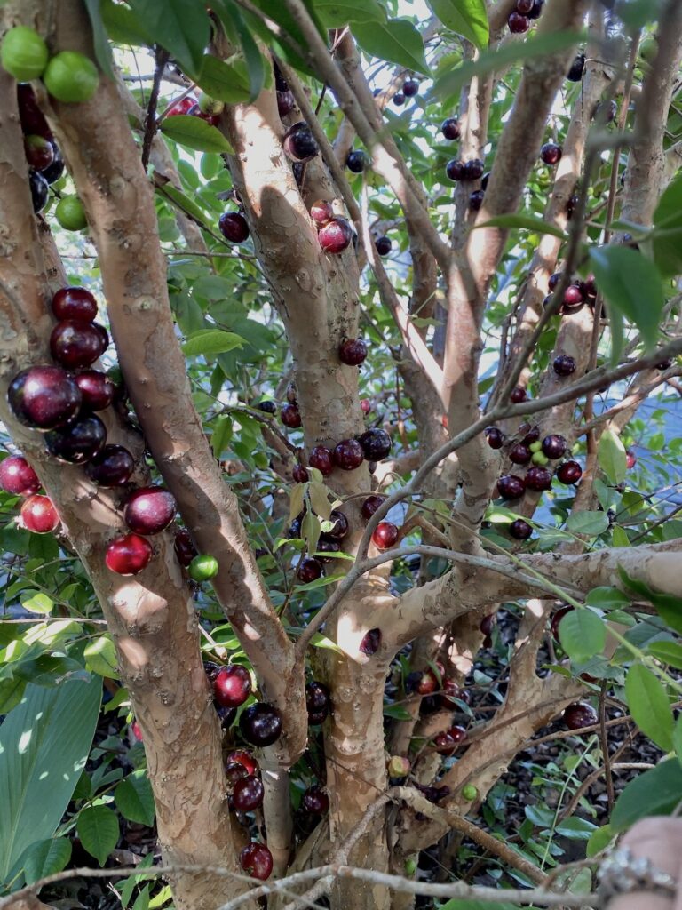 jaboticaba fruit