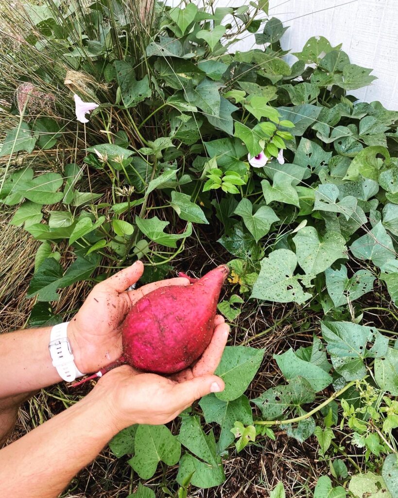 florida sweet potatoes