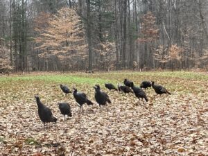 fall turkeys