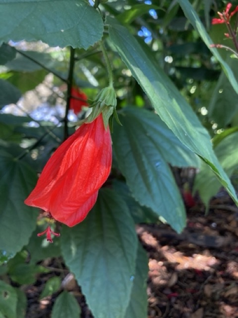 turks cap hibiscus flower