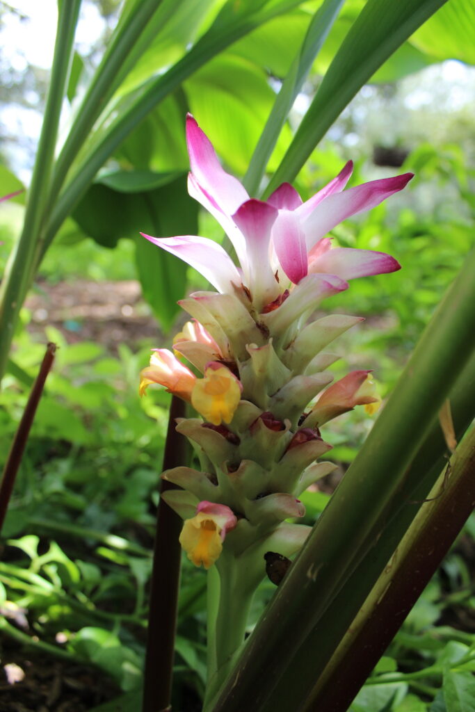 Spicy Turmeric Flower