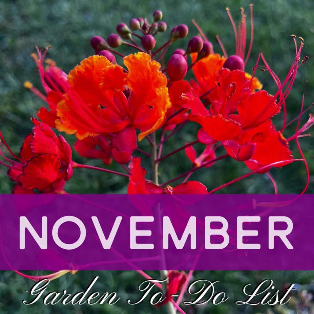 November Garden Calendar