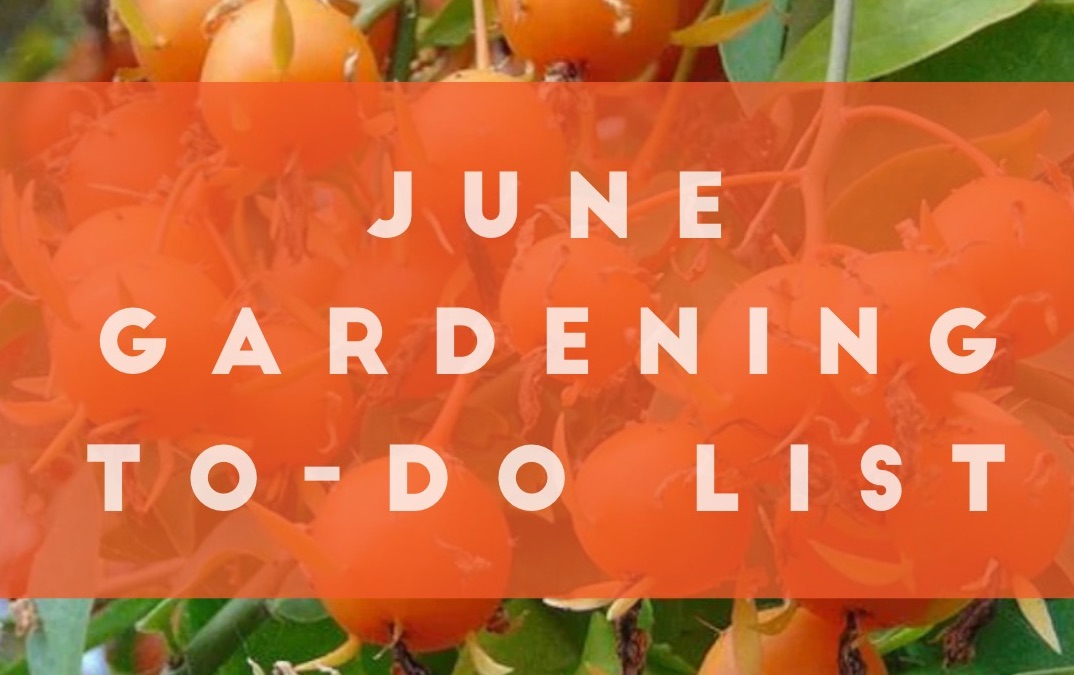 June gardening to-do list